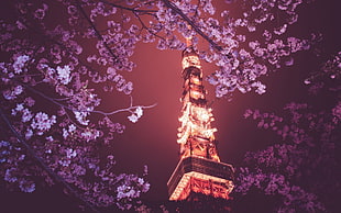 purple flowers, flowers, Tokyo Tower, Japan, Tokyo HD wallpaper