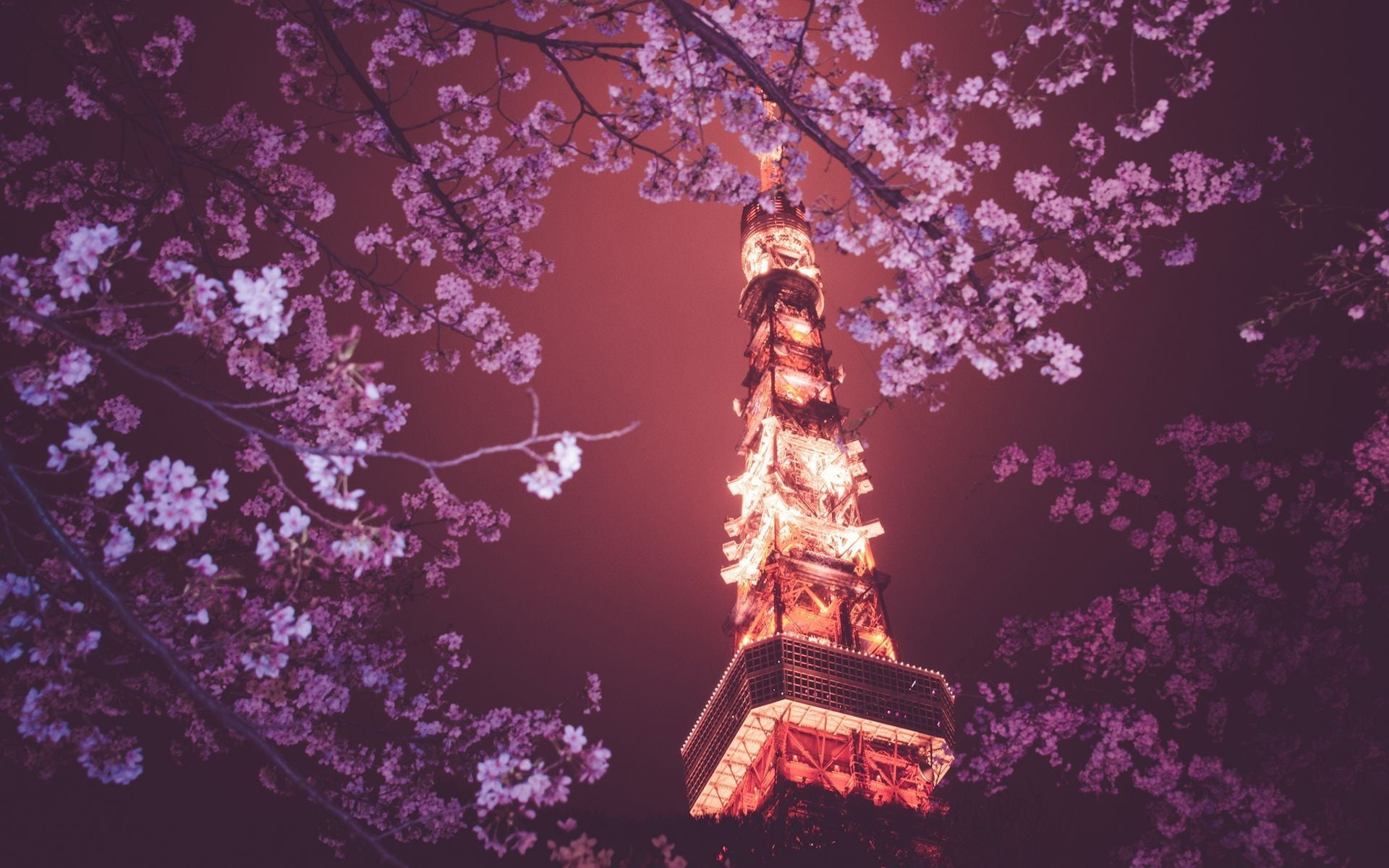 purple flowers, flowers, Tokyo Tower, Japan, Tokyo