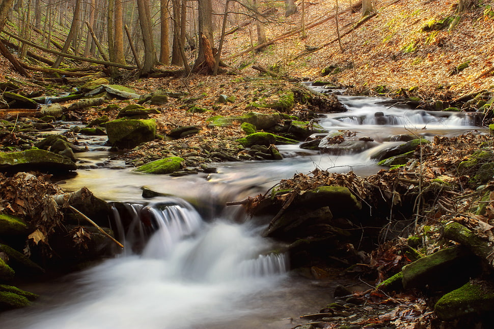 photo of body of water beside trees HD wallpaper