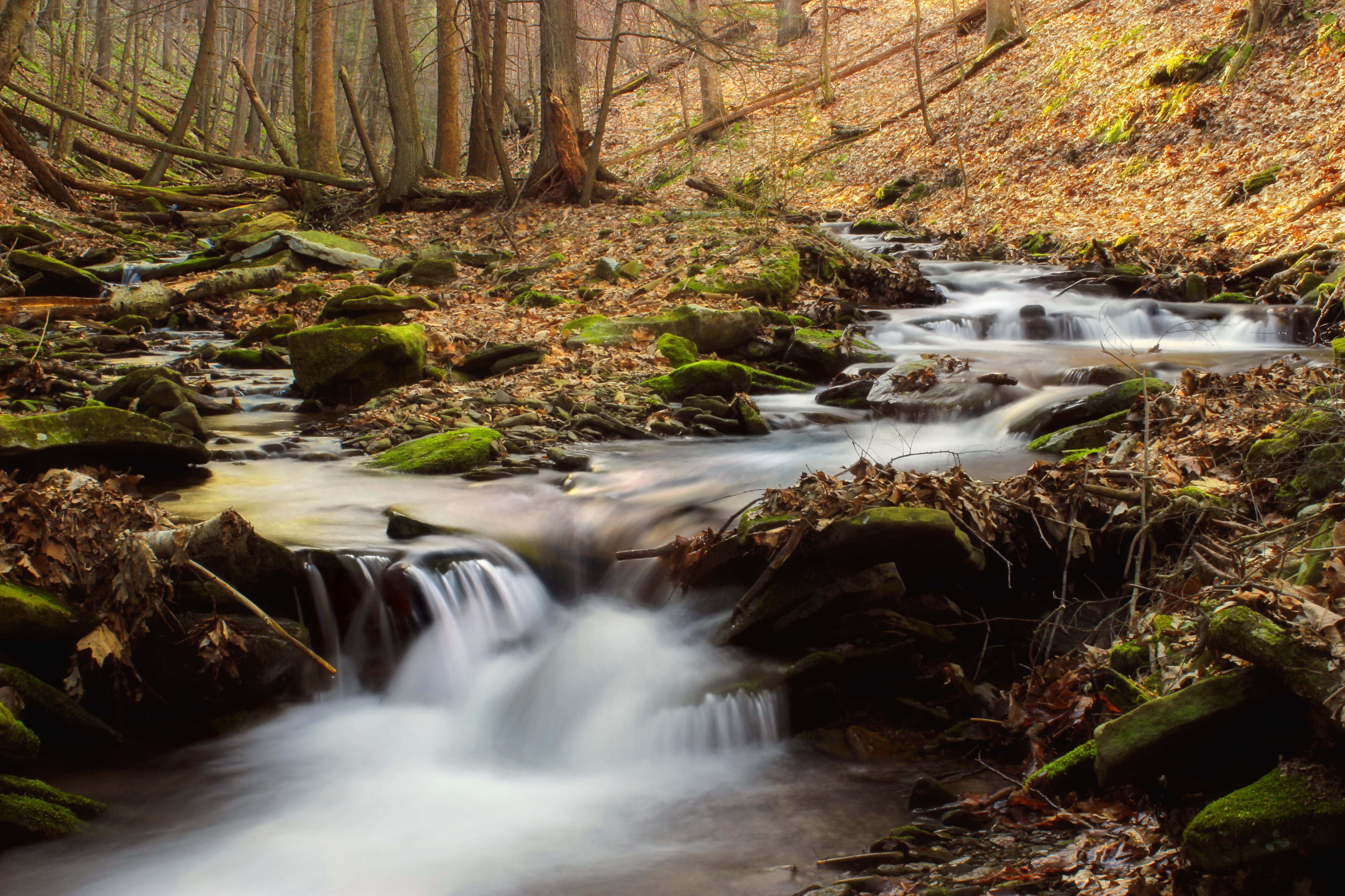 photo of body of water beside trees