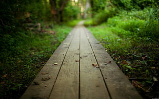 gray wooden pathway, nature, grass, outdoors HD wallpaper