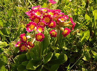 pink-and-yellow petaled flowers at daytime