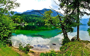 green leafed tree, nature, landscape, lake, reflection