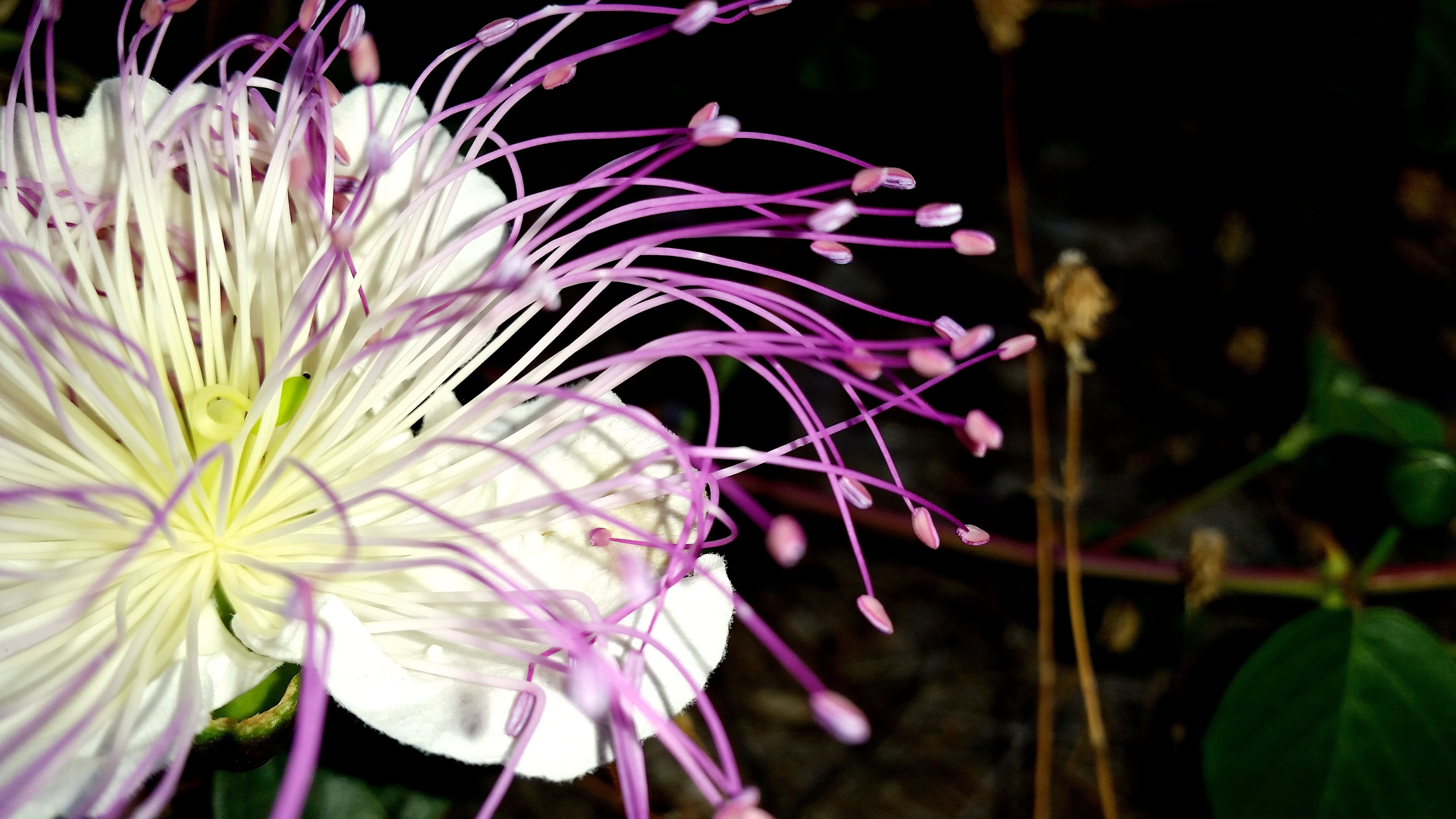 white and purple petaled flower, flowers