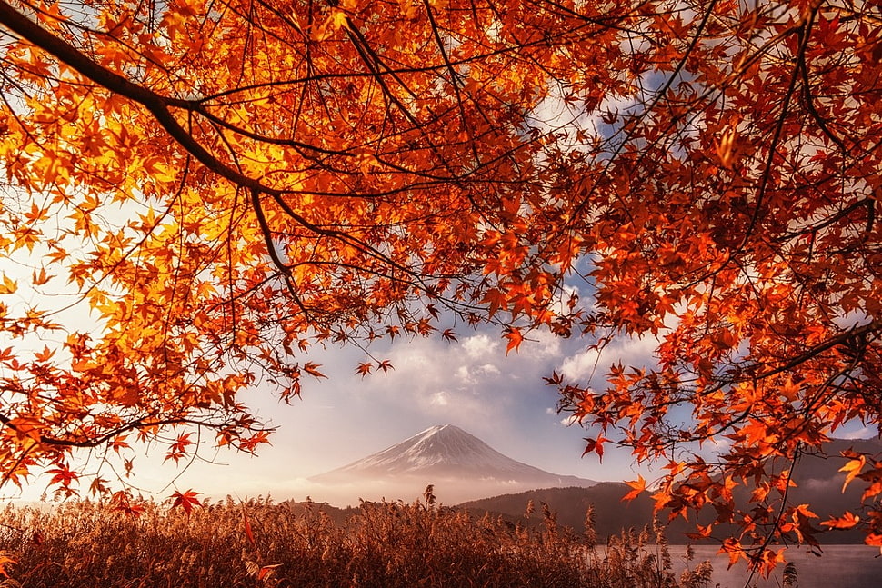 maple leaf tree, fall, volcano, Mount Fuji, Japan HD wallpaper
