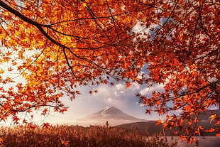 maple leaf tree, fall, volcano, Mount Fuji, Japan