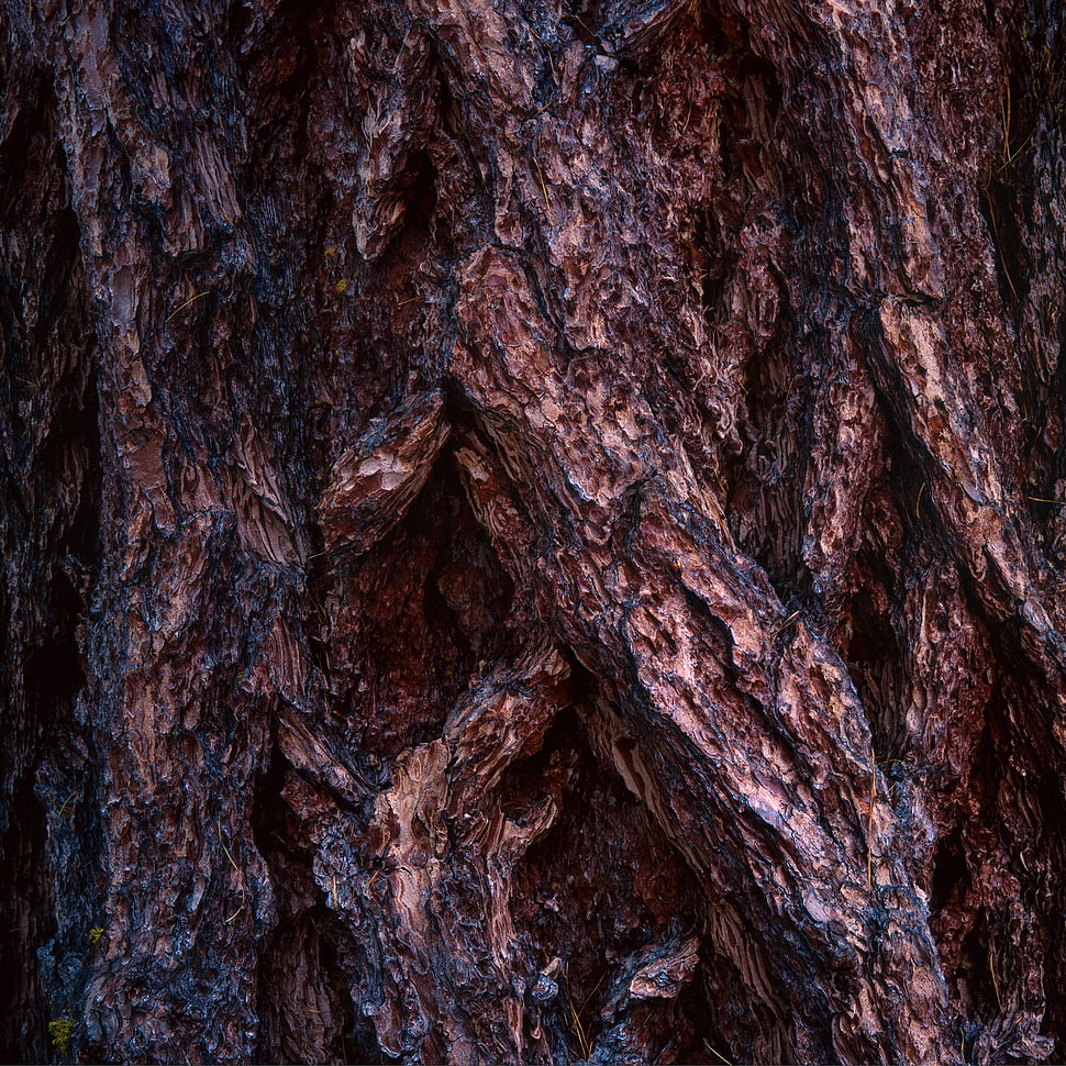 brown and black tree trunk HD wallpaper