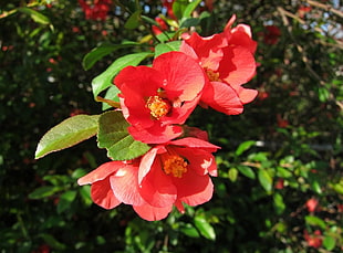 red petaled flowers in bloom close-up photo