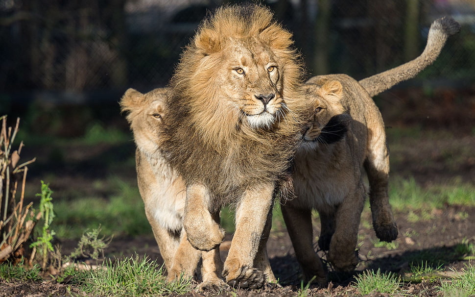 two brown and black kittens, big cats, lion, animals HD wallpaper