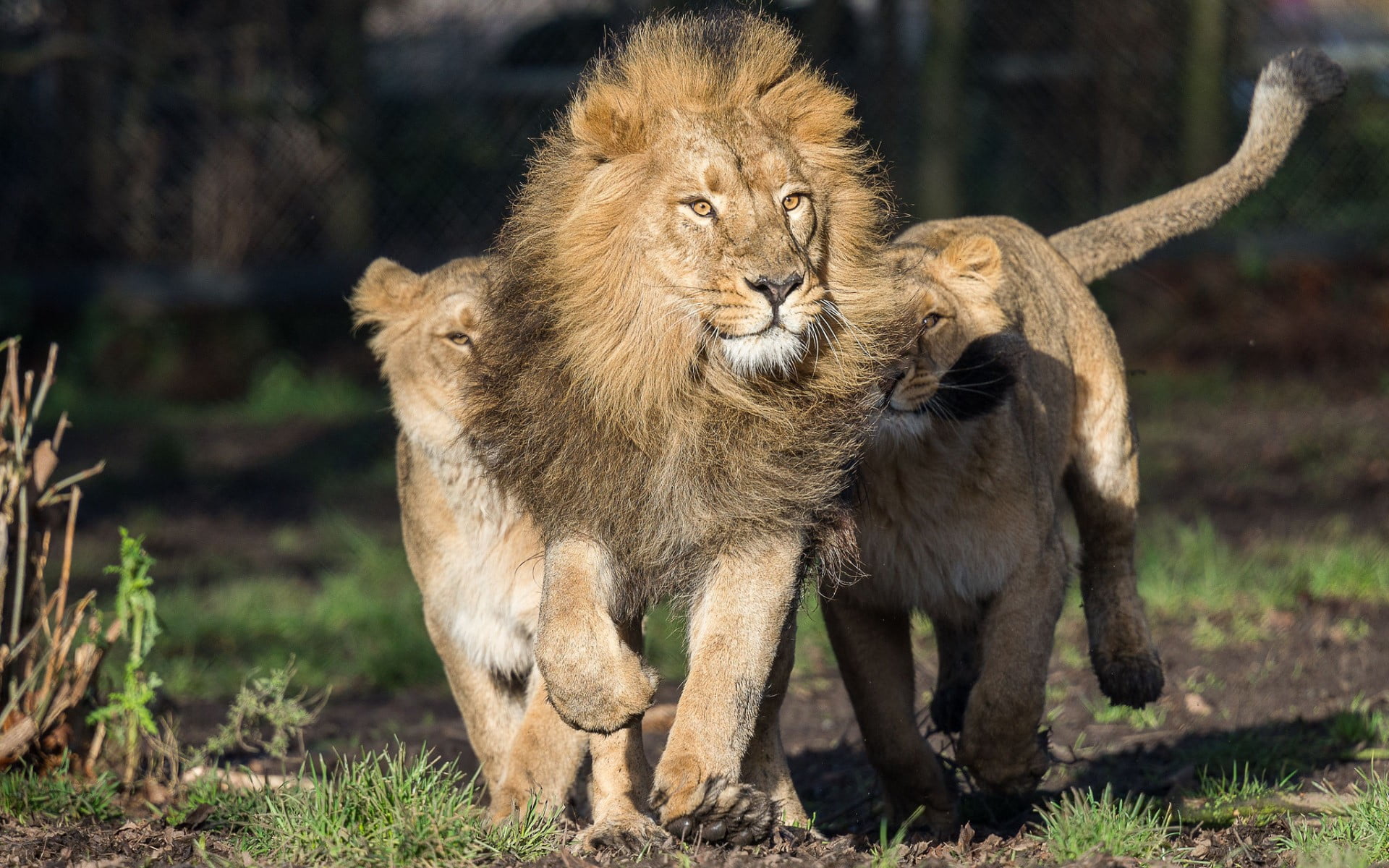 two brown and black kittens, big cats, lion, animals