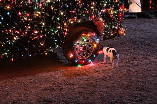 short-coated white and black dog, dog, car, christmas lights, animals