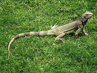 green and black reptile on green grass