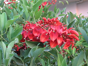 selective focus photography of red peacock flowers