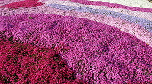 purple mat