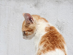 orange and white Calico cat []
