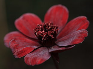 red petaled flower macro photography