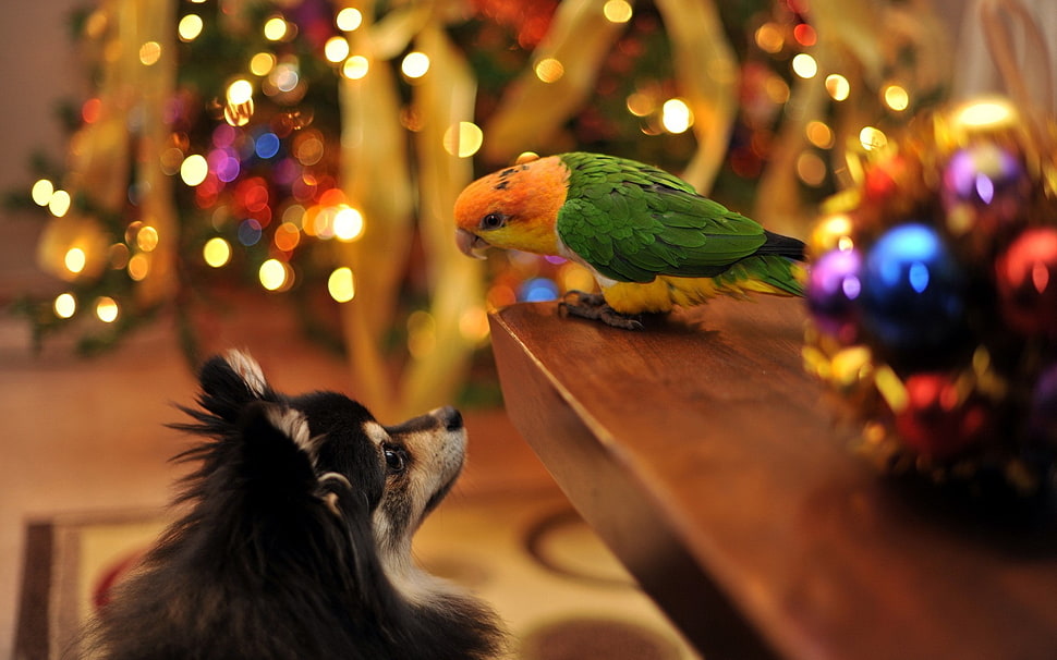 green and yellow feather bird, nature, dog, birds, bokeh HD wallpaper