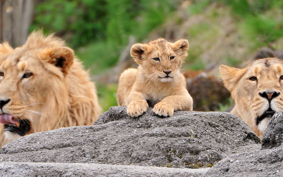 brown lion, lioness, and cub on grey rock at daytime HD wallpaper