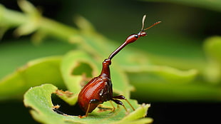 brown Giraffe Weevil perched on green leaf in closeup photography