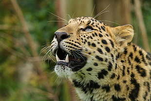 leopard photography HD wallpaper