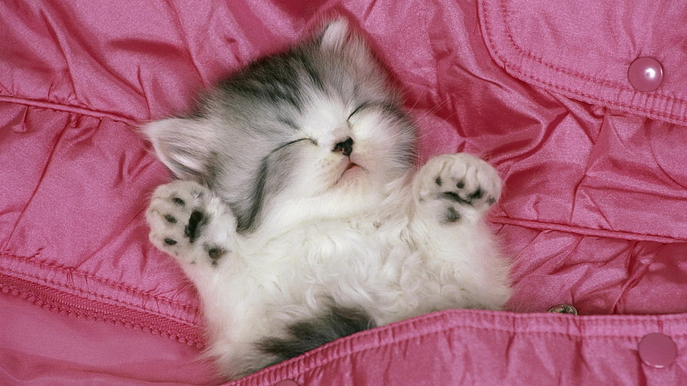 silver Tabby kitten on lying pink textile HD wallpaper