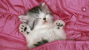 silver Tabby kitten on lying pink textile