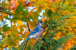 blue and gray bird in tree'