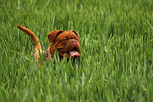 brown bulldog on green grass field during daytime HD wallpaper