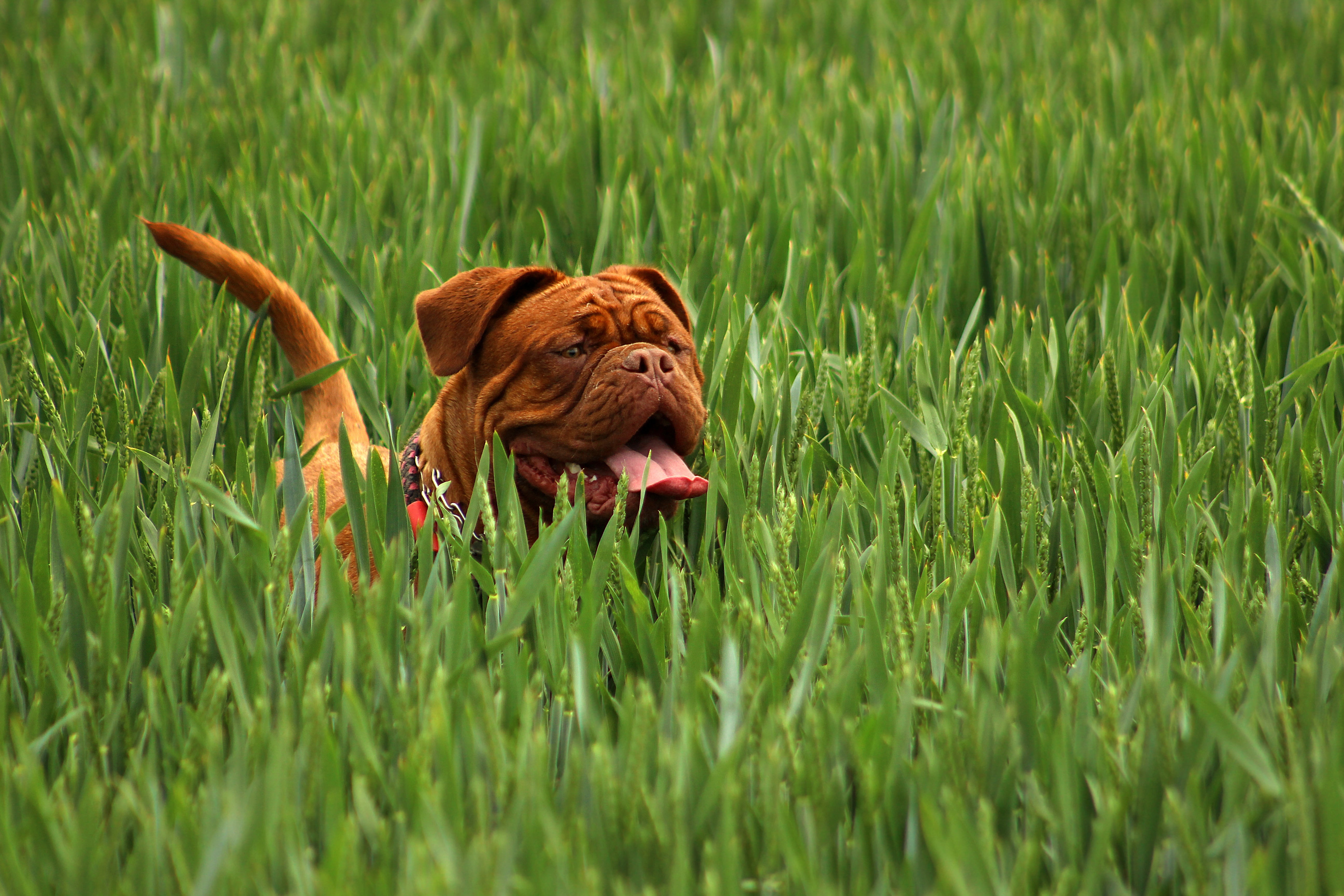 Зачем собака есть траву. Собака ест траву. Собака, трава, лужайка. Собака жрет траву. Собака кушает траву.