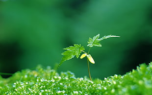 selective focus photography of green leaf plant