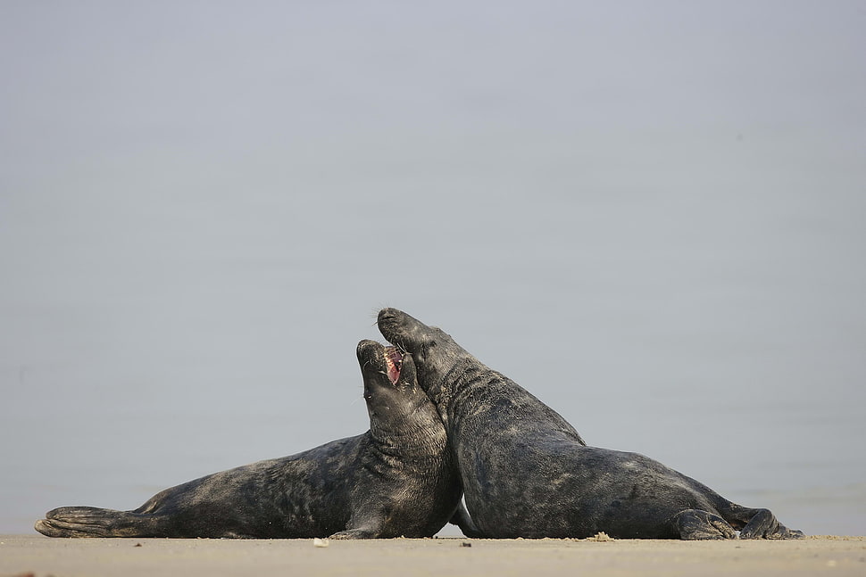 two black seals near body of water HD wallpaper