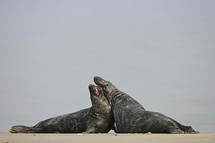 two black seals near body of water