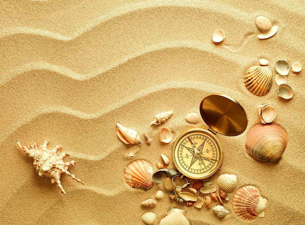 brass framed compass beside seashells HD wallpaper