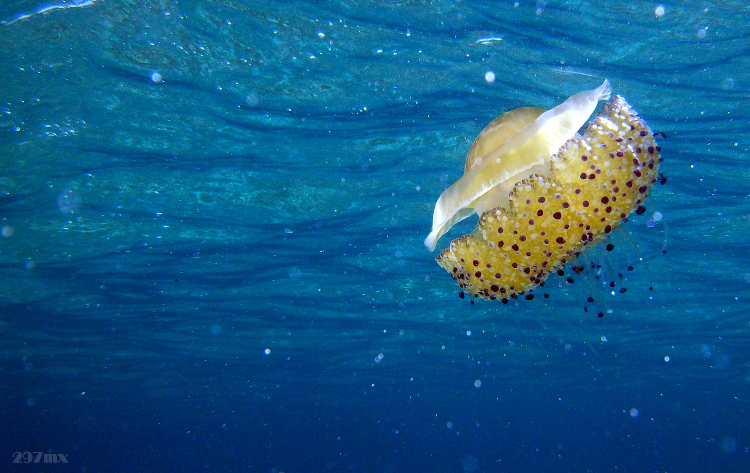 underwater photography of yellow jellyfish