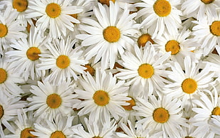 closeup photo of white Daisies