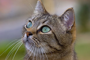 adult brown tabby cat with green eyes HD wallpaper