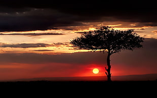 silhouette photo of tree during golden hour