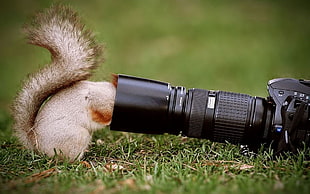 black DSLR camera, squirrel, closeup