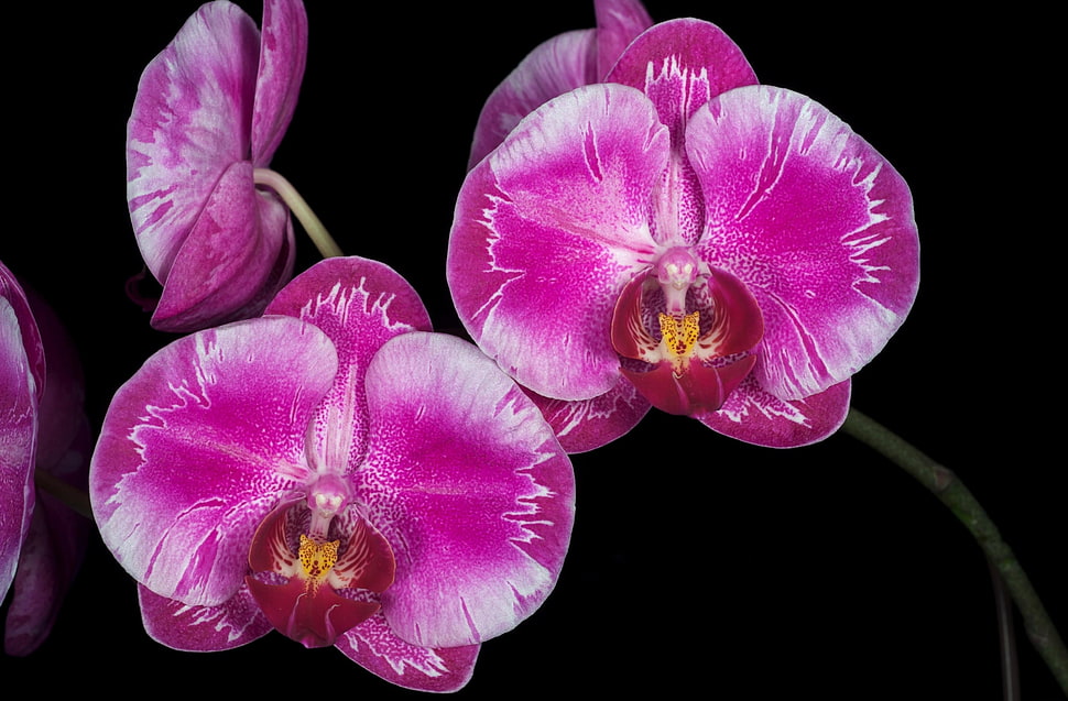 purple orchid HD wallpaper