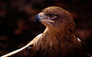 close-up photo of brown bird