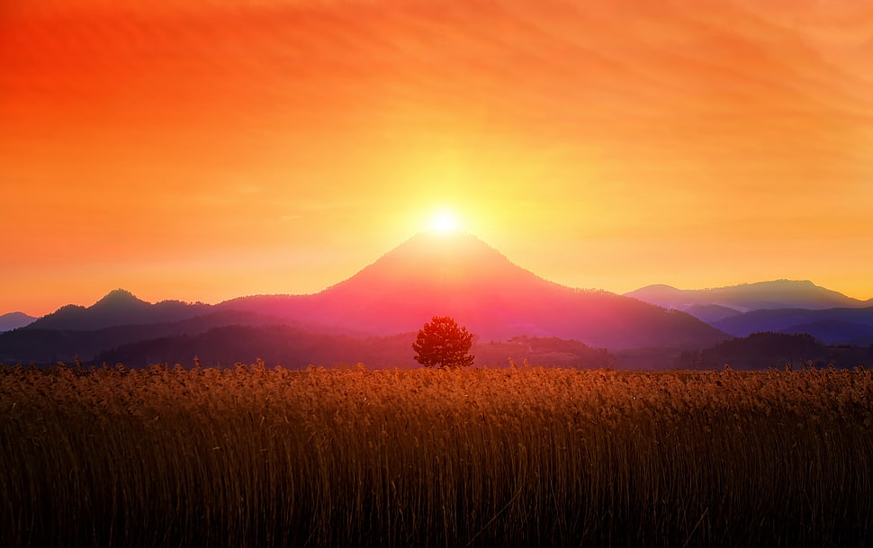 brown grass field on golden hour HD wallpaper