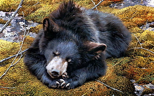 black bear sleeping HD wallpaper