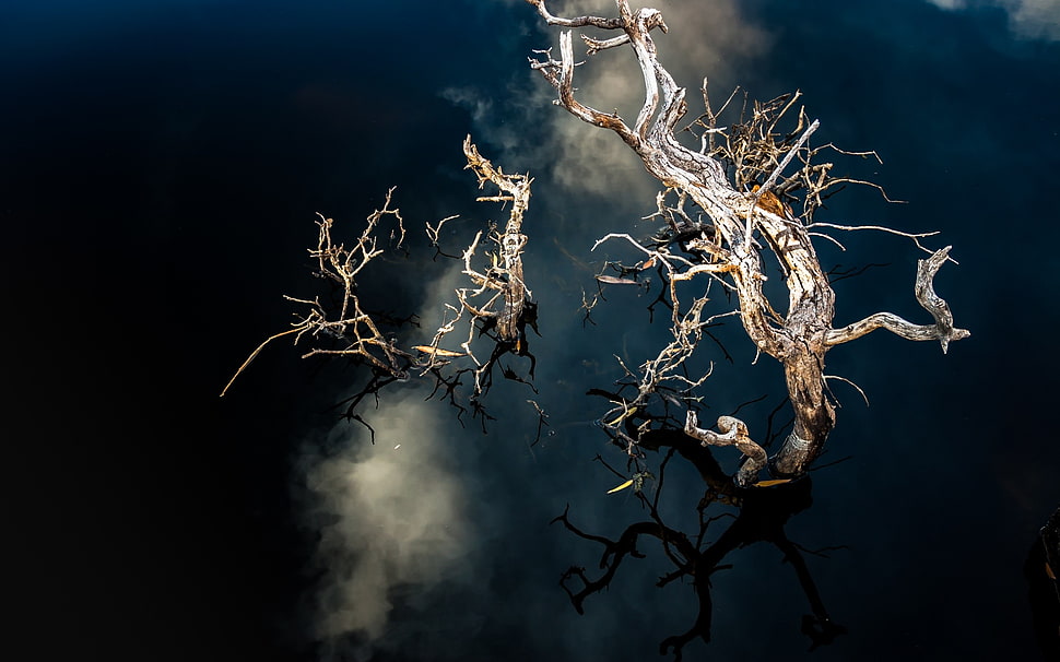 driftwood digital wallpaper HD wallpaper