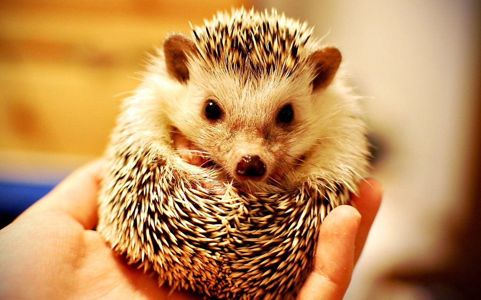 white and black hedgehog HD wallpaper