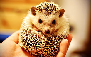 white and black hedgehog
