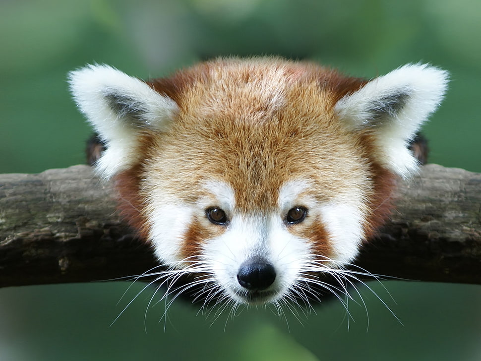shallow focus photography of red panda HD wallpaper