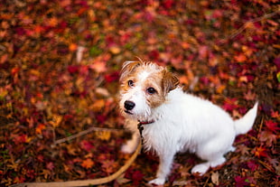 short-coat white and tan dog, leaves, fall, animals, dog