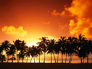 silhouette photo of coconut trees, island, sunset, palm trees