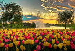 pink and yellow tulip flower bed during sunset HD wallpaper