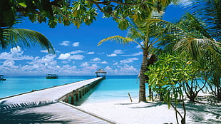 white wooden dock on crystal water beach